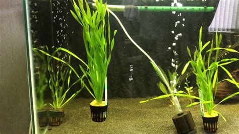 Floating Plant - Vallisneria Aquarium Fish Tank Plants - YouTube