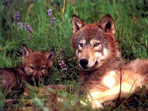 Red Wolf - Best Animals