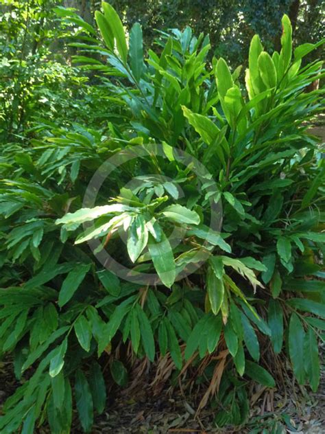 Alpinia caerulea | Australian Ginger, Blue Berry Ginger, Brush Shell Flower information & photos