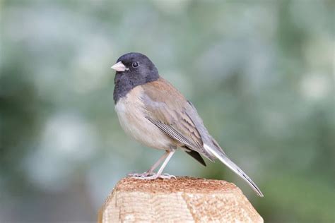 Sparrows in Georgia – 22 Stunning Local Species To Spot