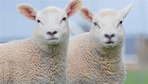 Who Invented Cloning & When? | Sciencing