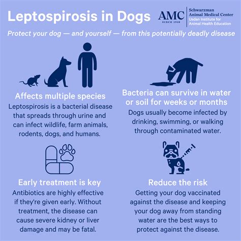 Should My Dog Get Lepto Vaccine