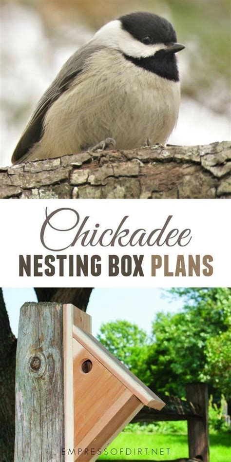 Make a Chickadee Nesting Box (Free Plans) | Empress of Dirt | Bird house feeder, Bird house kits ...