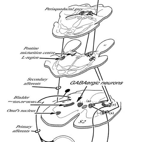 Schematic overview of pathways between spinal and supraspinal... | Download Scientific Diagram