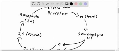 SOLVED:Diagram the general plant life cycle. Which stages are haploid ...