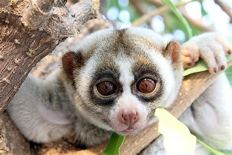 Slow Loris Facts - Animals of the World - WorldAtlas