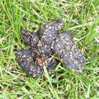 Brown or Black Droppings | Internet Center for Wildlife Damage Management