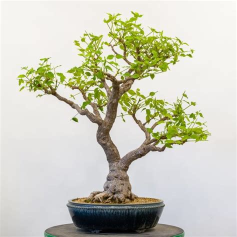 Leaf pruning Chinese wisteria - follow-up - Bonsai Tonight