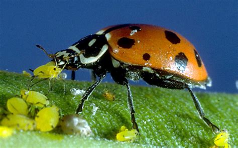 LadyBugs eating Aphids-Pakistan Hydroponics | Pakistan Hydroponics ...