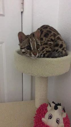 Asian leopard cat hybrids for Sale