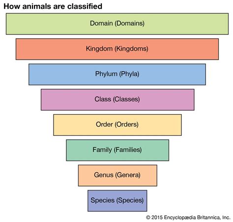 Taxonomy | Definition, Examples, Levels, & Classification | Britannica