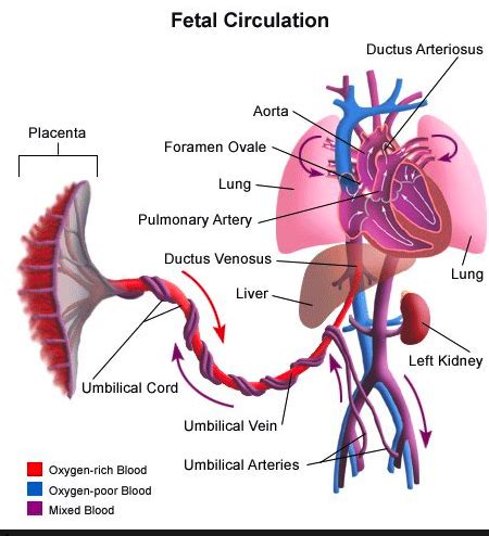 Fetal Circulation | Definition, Diagram & Blood Flow - Lesson | Study.com