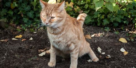 Vet Approved Cat Stool Chart: Decoding Your Cat's Poop - All About Cats