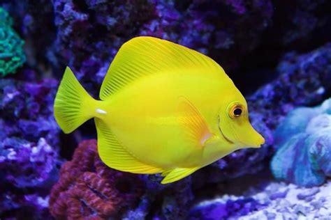 Tang Fish Facts | AZ Animals