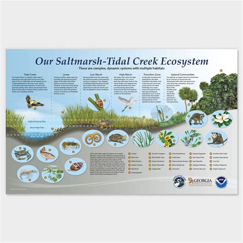 Saltmarsh-Tidal Creek Ecosystem Display – drawnbydawn