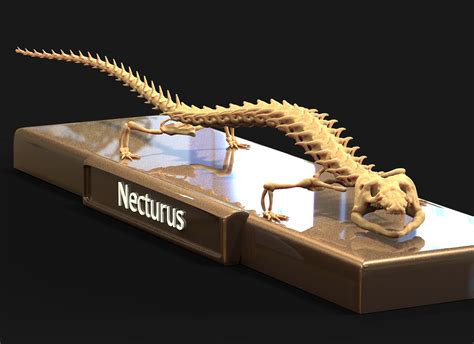 Necturus - Skeletal Anatomy - ZBrushCentral