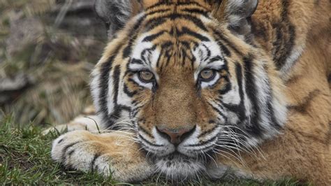 Panoramic of the tigress at the Cleveland zoo | Cleveland zoo, Zoo, Animals