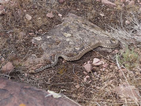 Colorado Snakes Great Basin Gopher Snake (Pituophis catenifer deserticola) - Colorado Herping