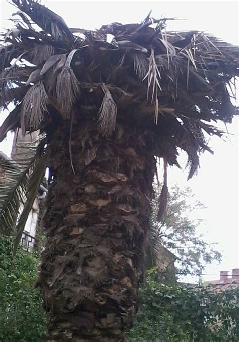 Our Dead Palm Tree | Jewish Mom