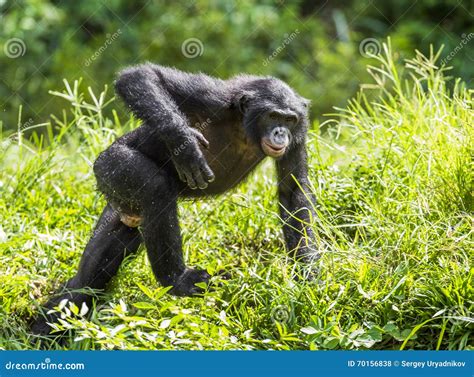 Running Male Bonobo in Natural Habitat. Green Natural Background Stock Photo - Image of dwarfs ...