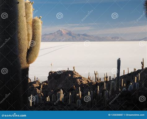 Cactus Island in the Salar De Uyuni, Bolivia Stock Image - Image of ...