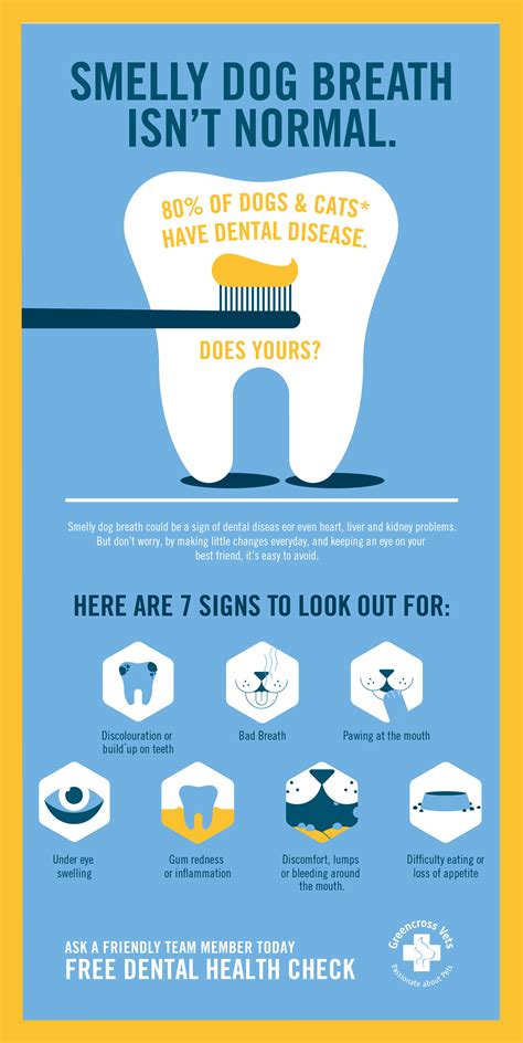 The 7 signs of dental disease | Petbarn Articles