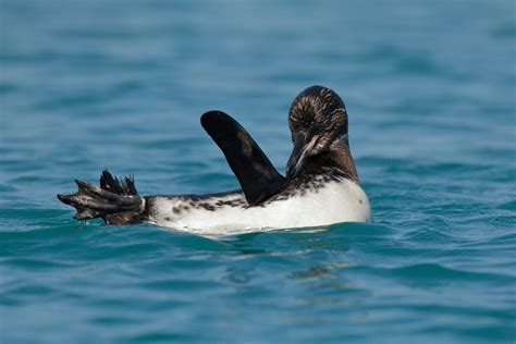 Species Spotlight | Galapagos Penguin