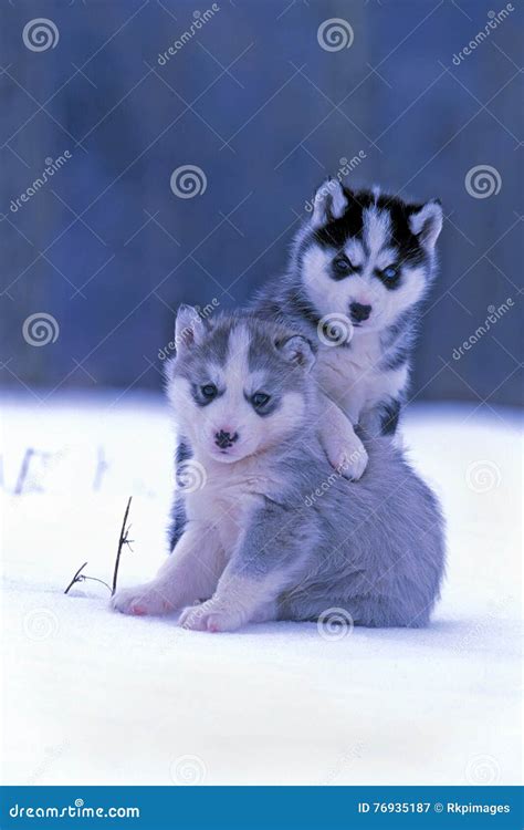 Two Husky puppies playing stock image. Image of winter - 76935187