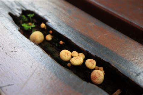 How to Grow Mushrooms Indoors - TopBackyards