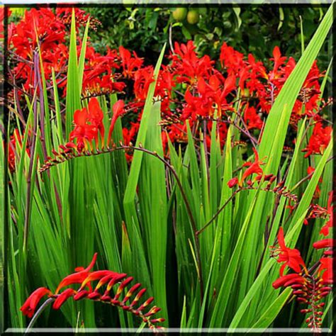 5 Crocosmia Lucifer Live Plant Bulb | Etsy