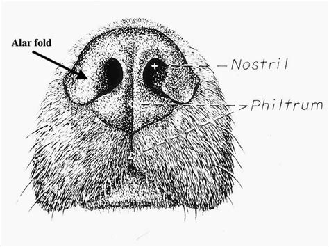 Veterinary Key Points: Surgical Correction of Stenotic Nares: Or how to do a nose job in a ...