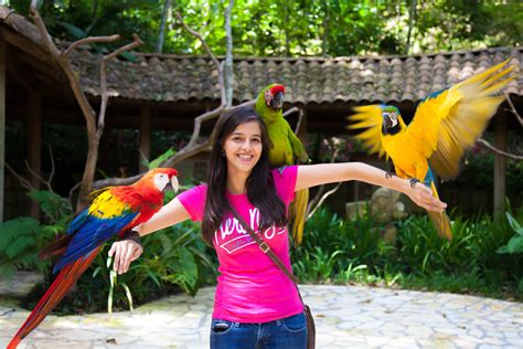 Parque de aves Macaw Mountain o montaña guacamaya,Honduras