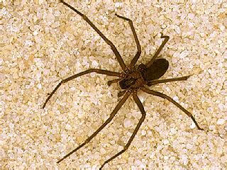 Dangerous spiders in Florida – Florida Hikes