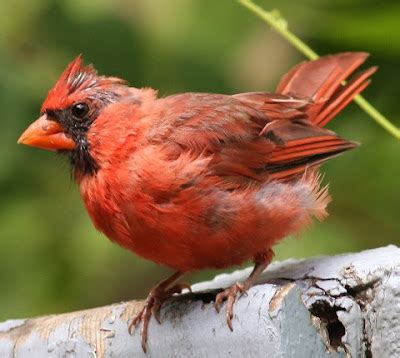 Indiana State Bird Cardinal | State Birds