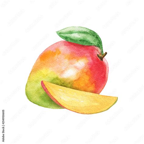 Hand drawn watercolor mango composition isolated on white background ...