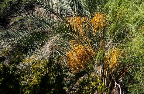 Walking Arizona: Edible Date Palm