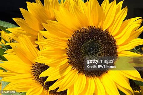 State Flower Of Kansas Photos and Premium High Res Pictures - Getty Images