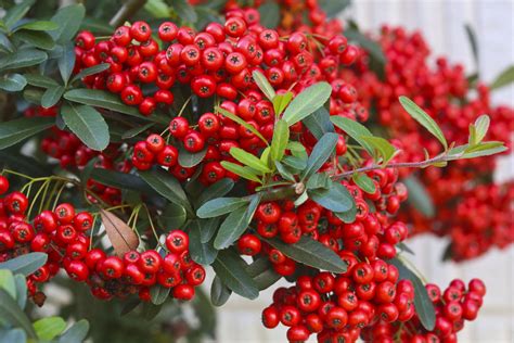 Shrubs With Poisonous Berries, Seeds, or Leaves