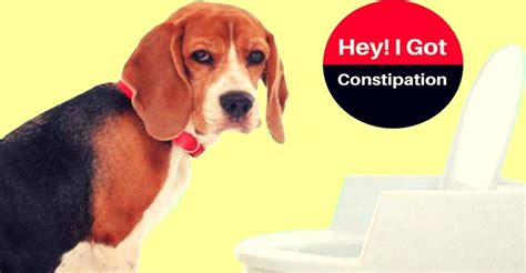 7 Remarkable Dog Constipation Symptoms & Remedies [Simplified] • Home ...