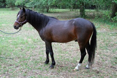 Galiceno Horse Breed Information, History, Videos, Pictures