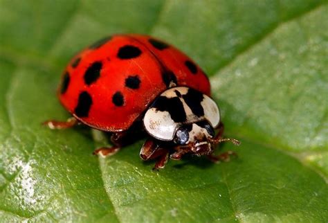 Asian Lady Beetles - Pest Library - Masters Pest Control