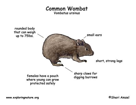 Wombat (Common)