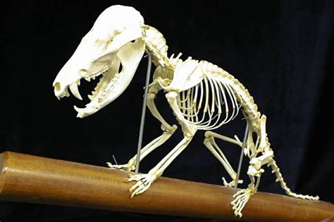 Opossum Skeleton | With Examples | Assorted Animals