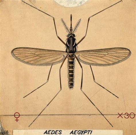 An anopheles mosquito (Aedes aegypti). Coloured drawing by A.J.E. Terzi. | Wellcome Collection