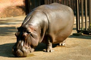 File:Hippo at the memphis zoo.JPG - Wikimedia Commons