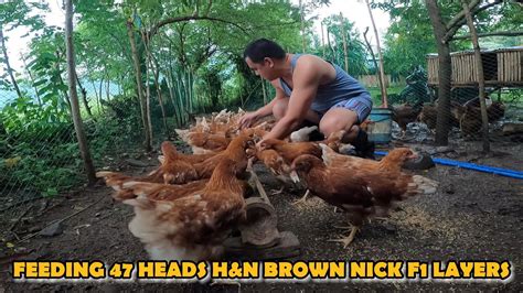 FEEDING 47 HEADS H&N BROWN NICK F1 LAYERS | FREE RANCE CHICKEN FARMING | FARM LIFE | Motosafe ...