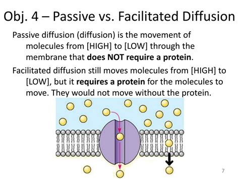 PPT - Unit 4 – Cell Membrane & Transport PowerPoint Presentation - ID:1715361