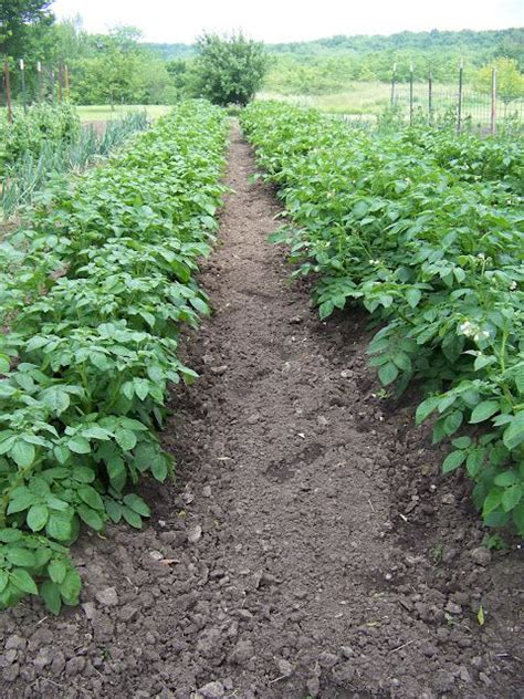 Potato Spacing In Rows | Enreporter