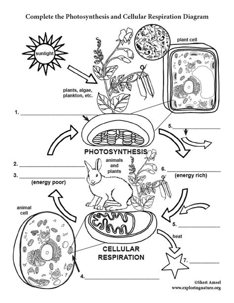 32+ Animal Cell Diagram Labeled Black And White | Notorioustomo