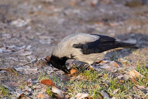 A Gray Crow in the Winter Park with a Nut in Its Beak. Grey Crow Eating Walnut Stock Image ...